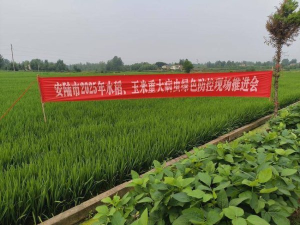 股票入门配资知识网 安陆绿色防控现场会：AI智能监测为“虫口夺粮”装上“慧眼”