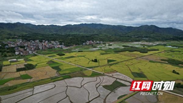 正规的实盘股票配资平台 新田：大暑时节农事忙 各地农户战高温抢农时